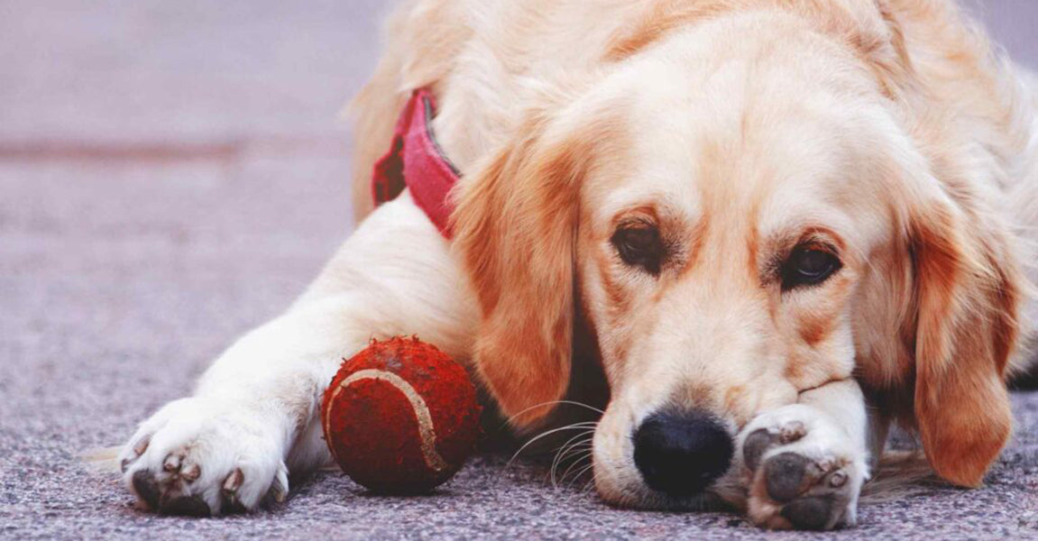 Preventing Boredom in Dogs By PetWell